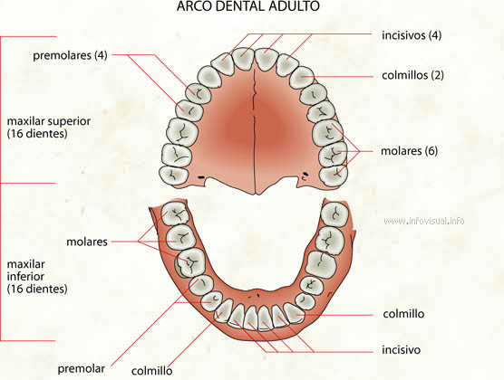 Arco dental (Diccionario visual)